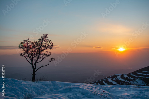 Lonely tree and golden sunset. Winter landscape with tree and sunset © Artur Harutyunyan