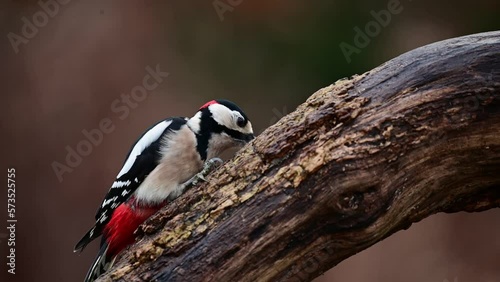 Great spotted woodpecker male sitting on a dead tree branch and hacks on a hazelnut, december, north rhine westphalia, (dendrocopos major), germany