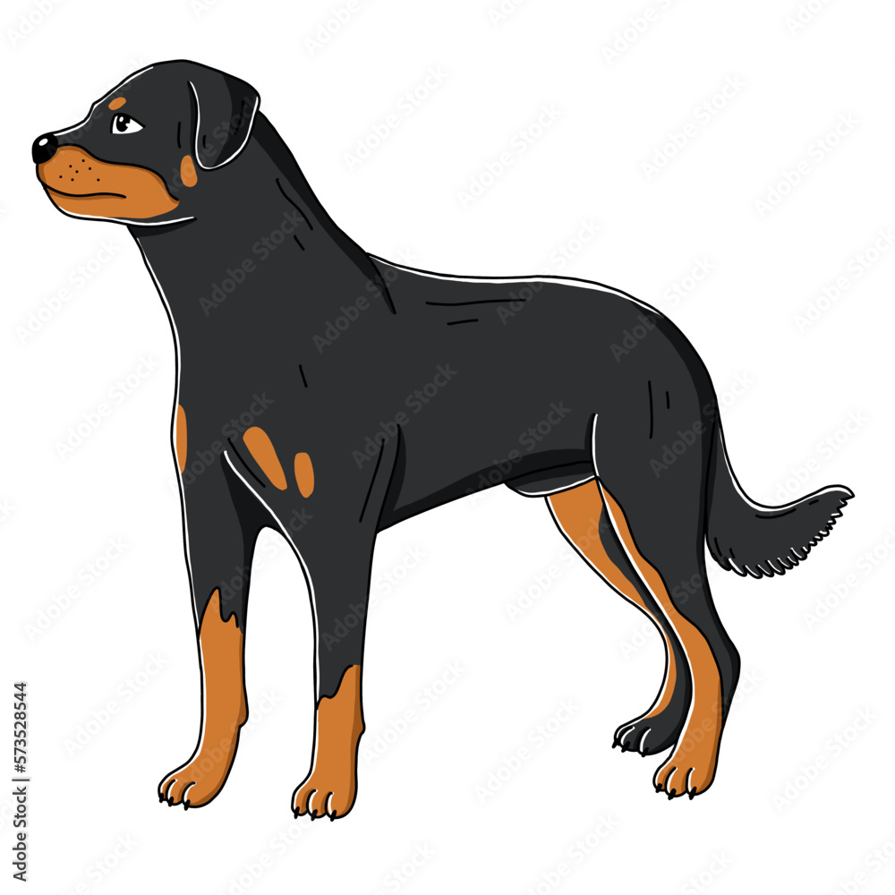Rottweiler dog, vector cartoon cute  illustration isolated on white background