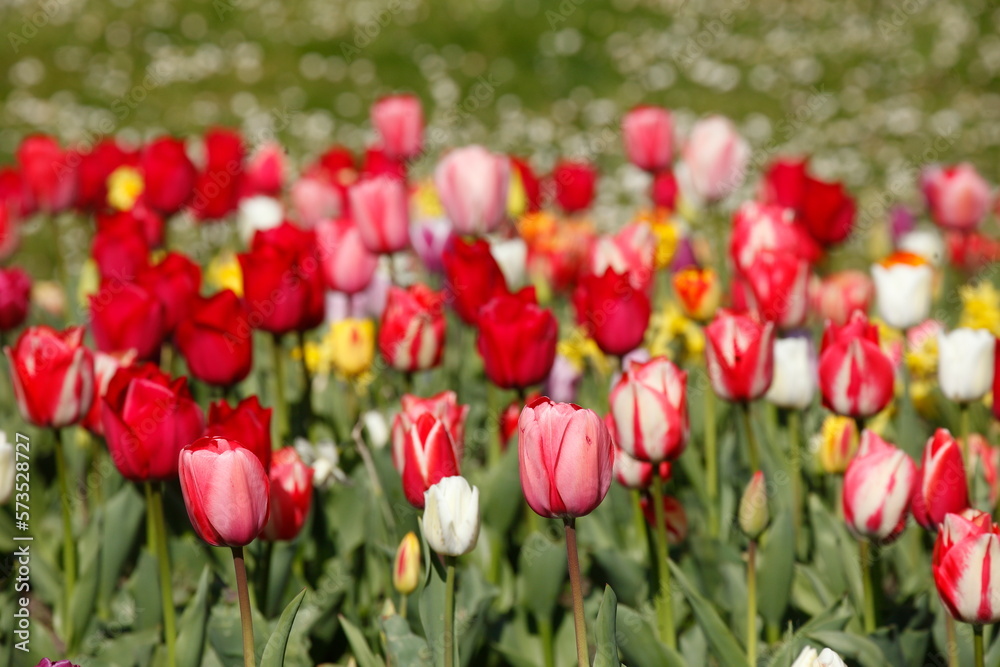 Bunt blühendeTulpen, (Tulipa), Blumenbeet, Deutschland Bunt blühendeTulpen, (Tulipa), Blumenbeet, Deutschland