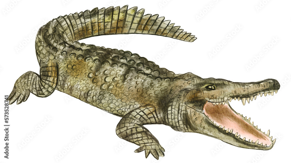Naklejka premium Hand drawn watercolor australian animals. Australian crocodile illustration isolated on white background