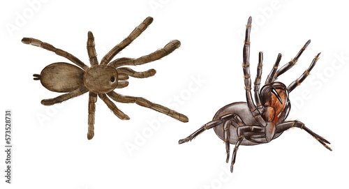 Hand drawn watercolor australian animals. Australian tarantula spider illustration isolated on white background