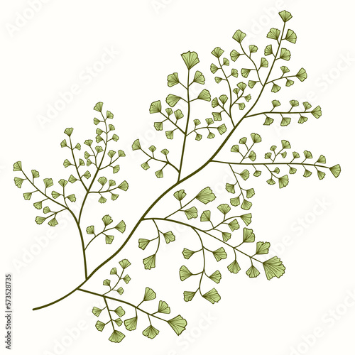 Illustration vector maidenhair fern. Hand drawn vector. A beautiful plant with details in the leaves.