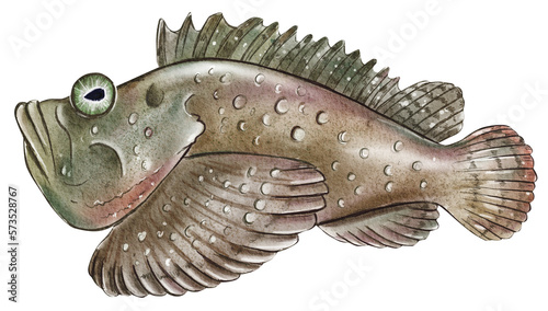 Hand drawn watercolor australian animals. Australian stone fish illustration isolated on white background photo
