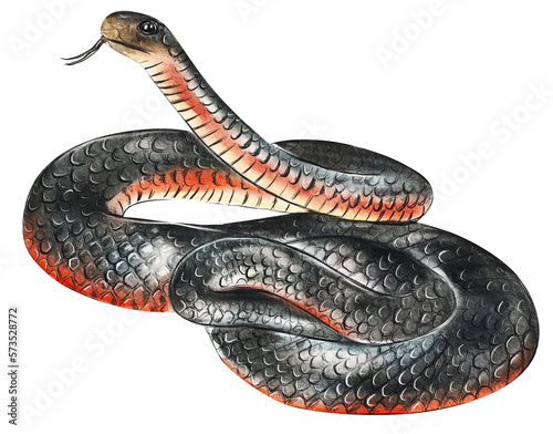 Hand drawn watercolor australian animals. Australian Red-Bellied Black Snake illustration isolated on white background