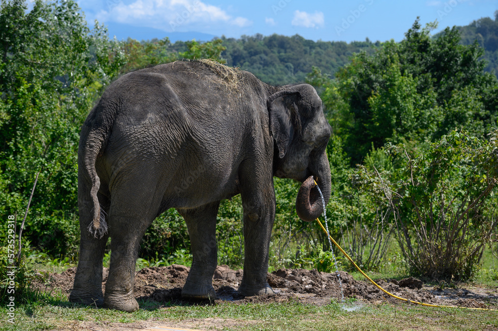 An Asian elephant stands against the background of the forest and the sky and holds a hose with running water in its trunk. Rear view.