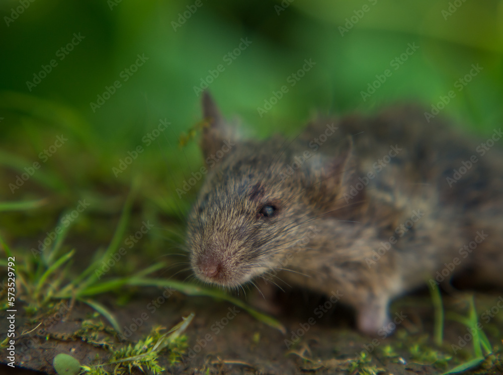 field mouse, scary mouse with scary eyes on a natural background field mouse, scary mouse with scary eyes on a natural background