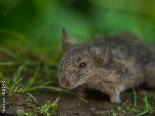 field mouse, scary mouse with scary eyes on a natural background © Максим