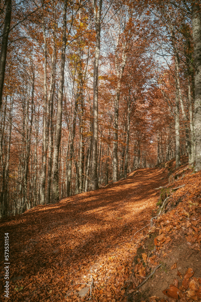 São Lourenço Beech Tree Forest, pathway leaves fall in ground landscape on autumnal background in November, Manteigas, Serra da Estrela, Portugal. São Lourenço Beech Tree Forest, pathway leaves fall in ground landscape on autumnal background in November, Manteigas, Serra da Estrela, Portugal.