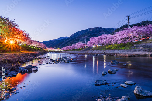                                                                                                           Night view of illuminated cherry blossom trees along the Kawazu River - Shizuoka  Japan