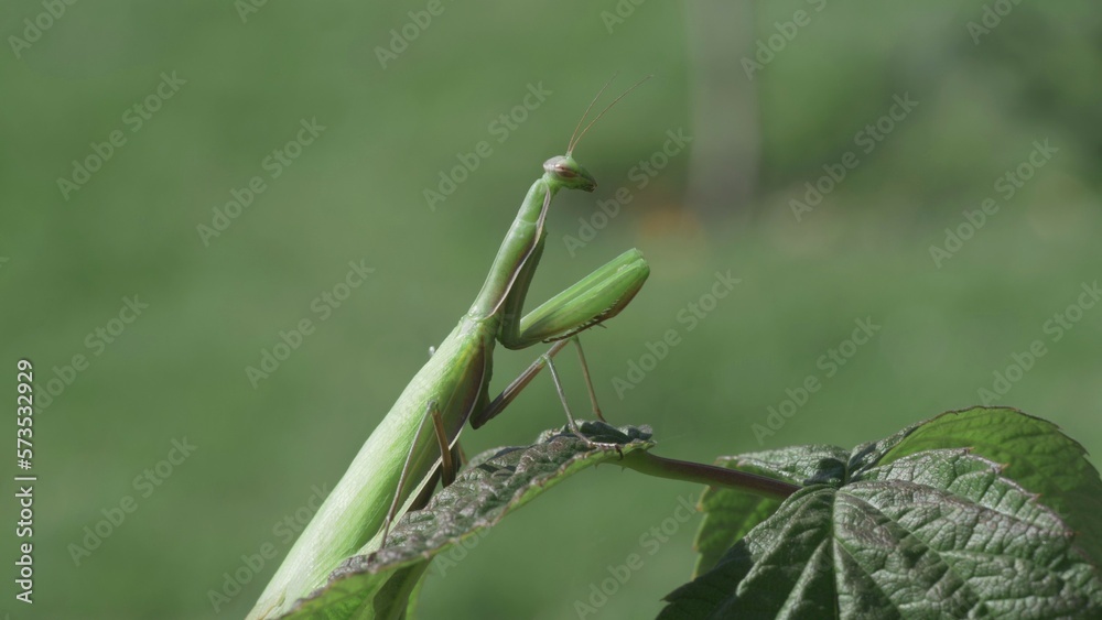 Praying mantis on green leaf standing completely still Praying mantis on green leaf standing completely still