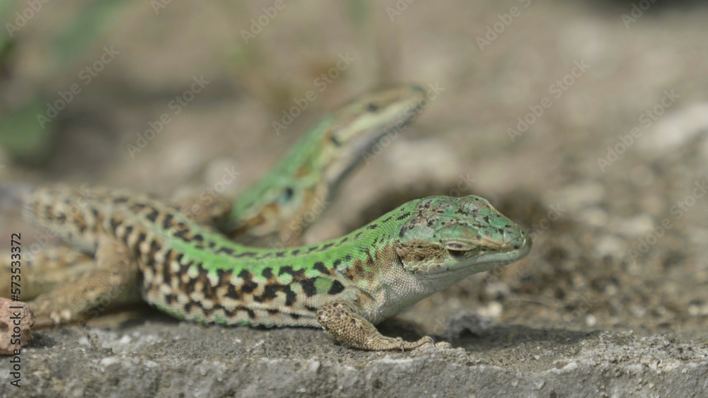 Male and female couple of Italian wall lizards (Podarcis siculus) on a stone Male and female couple of Italian wall lizards (Podarcis siculus) on a stone