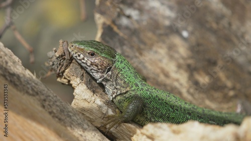 Close-up portrait of green lizard  Lacerta viridis  female basking on a wood log