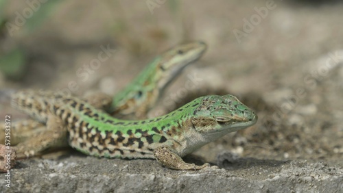 Male and female couple of Italian wall lizards (Podarcis siculus) on a stone