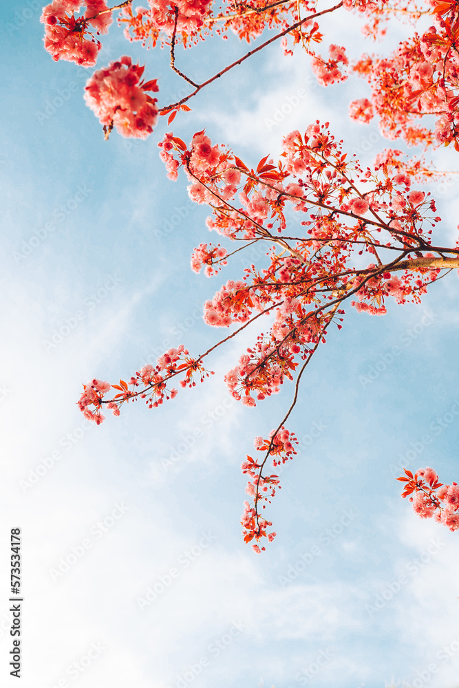 Branches of blossoming cherry on gentle light blue sky background in sunlight