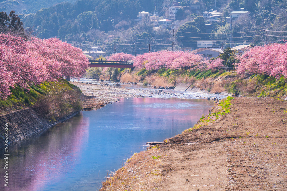 桜の名所　河津川の桜並木【静岡県・賀茂郡・河津町】　
Kawazu cherry blossoms blooming along the Kawazu River, a famous place for cherry blossoms - Shizuoka, Japan