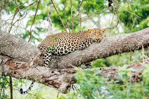 Leopard on a tree branch 
