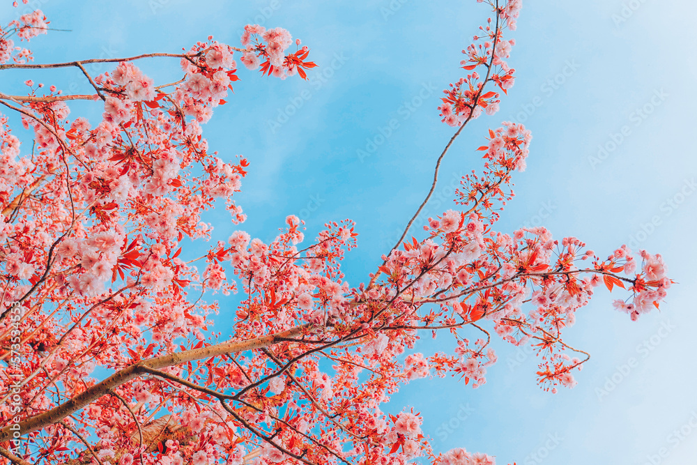 Branches of blossoming cherry on gentle light blue sky background in sunlight Branches of blossoming cherry on gentle light blue sky background in sunlight