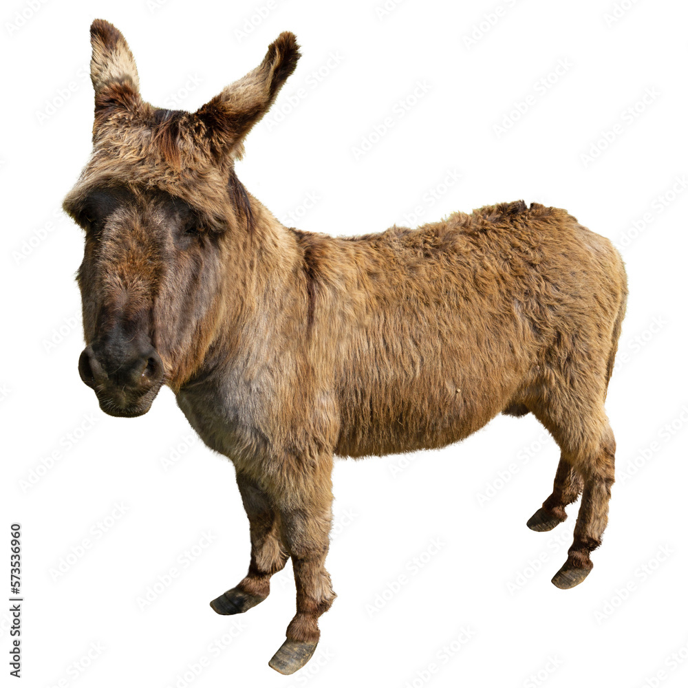 Fototapeta premium Donkey isolated over the transparent background