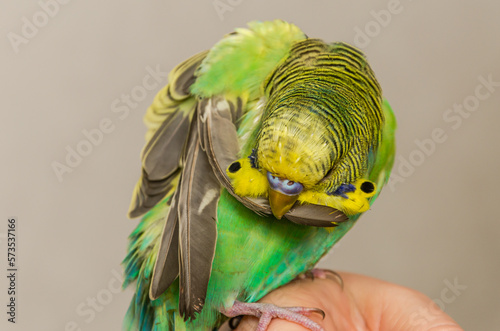 Young green budgerigar cleaning its feathers