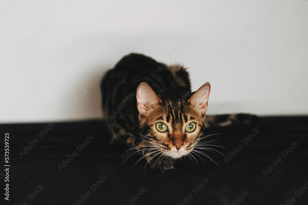 Naklejka premium Bengal cat brown spotted pets