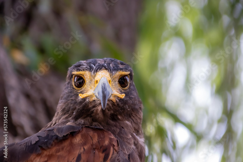 Aguila mirandate