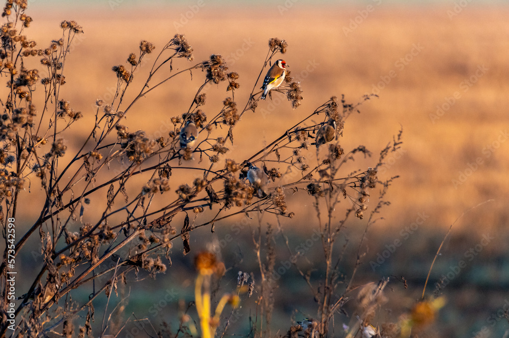 Obraz premium The European goldfinches sitting on a thistle and flying around at sunrise in the Czech Republic 