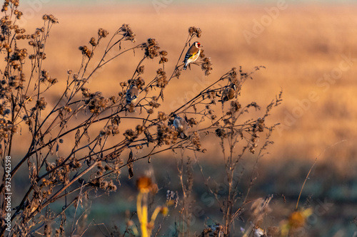 The European goldfinches sitting on a thistle and flying around at sunrise in the Czech Republic 