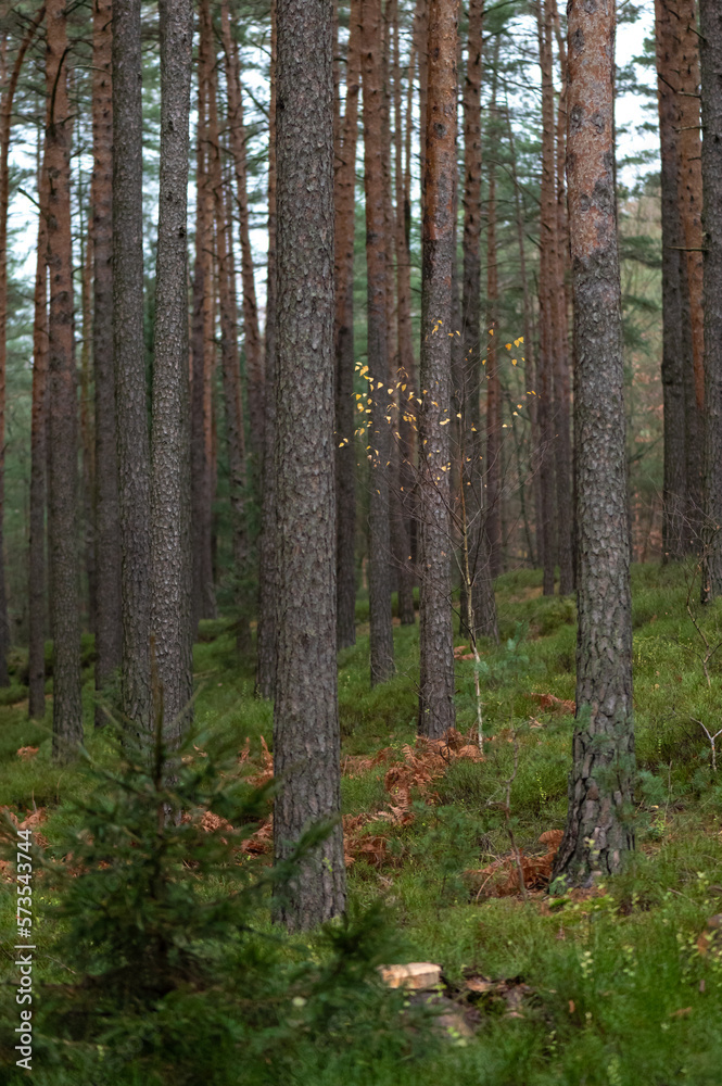 Fototapeta premium coniferous pine forest with pine trunks in the foreground in the Czech Republic
