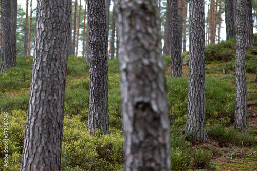 coniferous pine forest with pine trunks in the foreground in the Czech Republic 