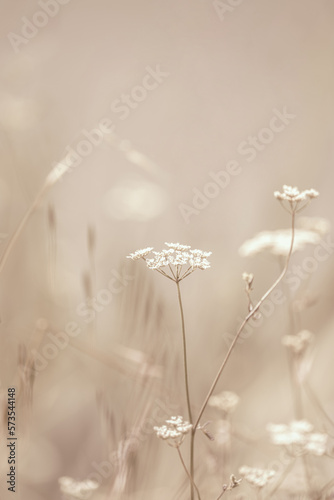 Beige aesthetic background with wildflowers  copy space