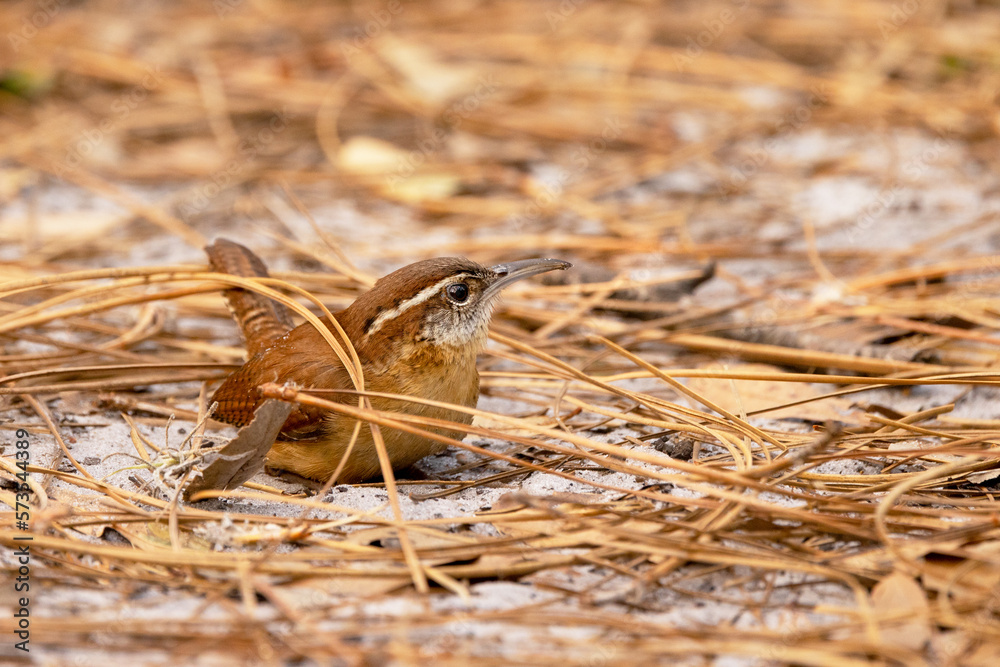 A Carolina wren (Thryothorus ludovicianus)—a small, cute bird with a loud call—in Bradenton, Florida A Carolina wren (Thryothorus ludovicianus)—a small, cute bird with a loud call—in Bradenton, Florida