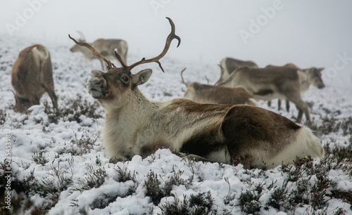 Reindeer in the scottish cairngorms