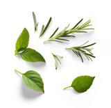 Fresh green organic basil and rosemary leaves isolated on white background. With clipping path. Transparent background and natural transparent shadow; Basil and rosemary herb collection for design