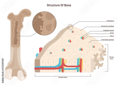Bone cross section. Anatomical detailed structure of bone tissue.