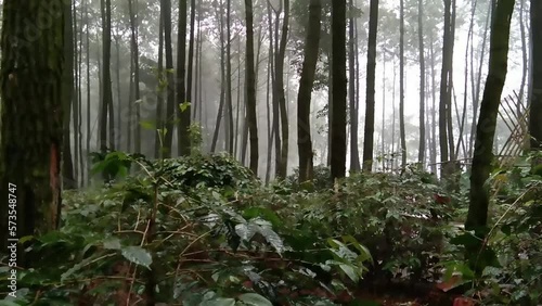 rain and fog conditions in a pine forest