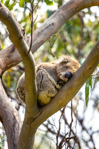 Fototapeta Naklejka Na Ścianę i Meble -  A sleeping koala, Phascolarctos cinereus, in a eucalyptus tree on the Kennett river, Great Ocean Road, Australia. This cute marsupial sleeps for 20 hours a day and is endangered in the wild.