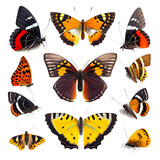 set of butterflies on a white background. generative AI
