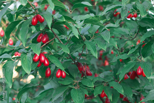 Cornus fruit. Red dogwood berries are hanging on a branch of dogwood tree in a garden. Branch of dogwood berry with leaves. Natural farm products, rich fruit harvest. Shallow depth of field. Close up.