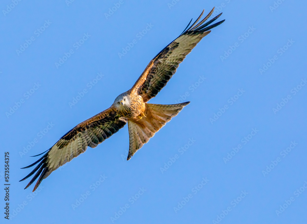 red kite in flight red kite in flight