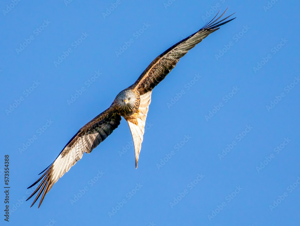 Obraz premium Red Kite in Flight