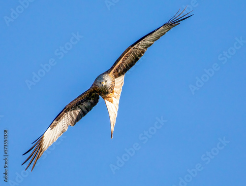 Red Kite in Flight