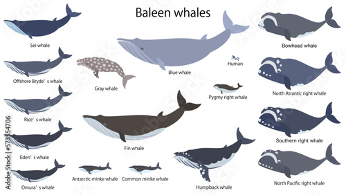 ヒゲクジラ類の鯨16種類。フラットなベクターイラストセット。大きさを比較したイラスト。
Size comparison illustration featuring sixteen species of baleen whales, each with its respective caption. 
Flat designed vector illustration set. photo