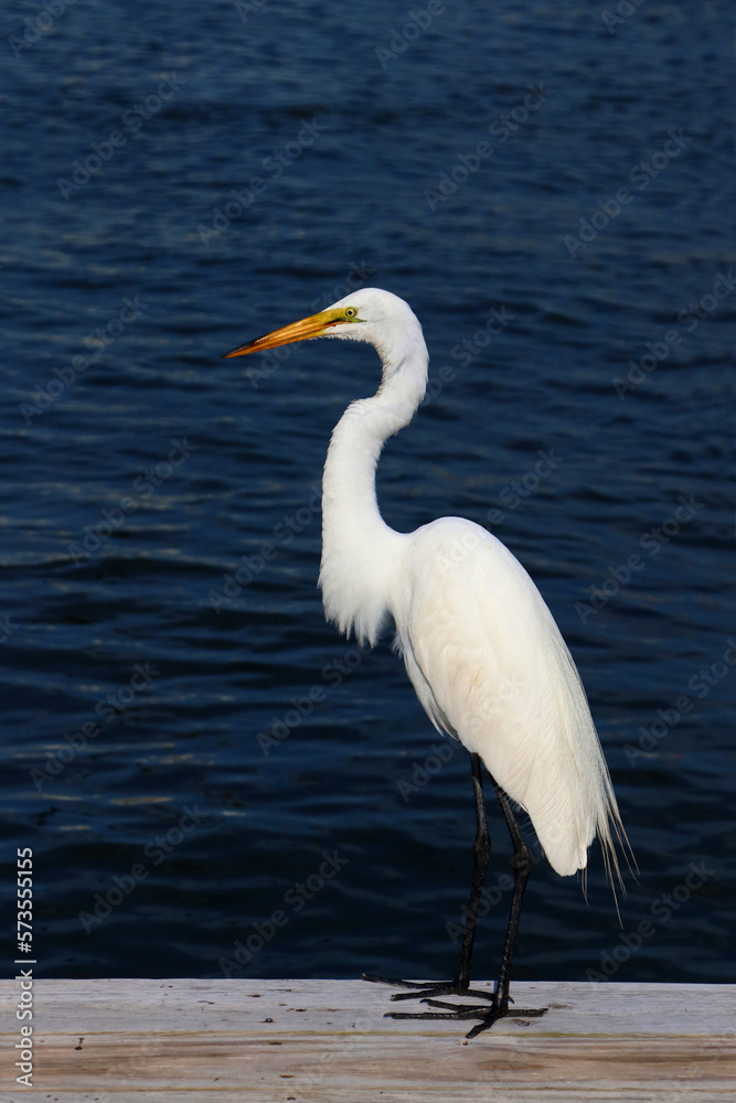 White egret on dock.