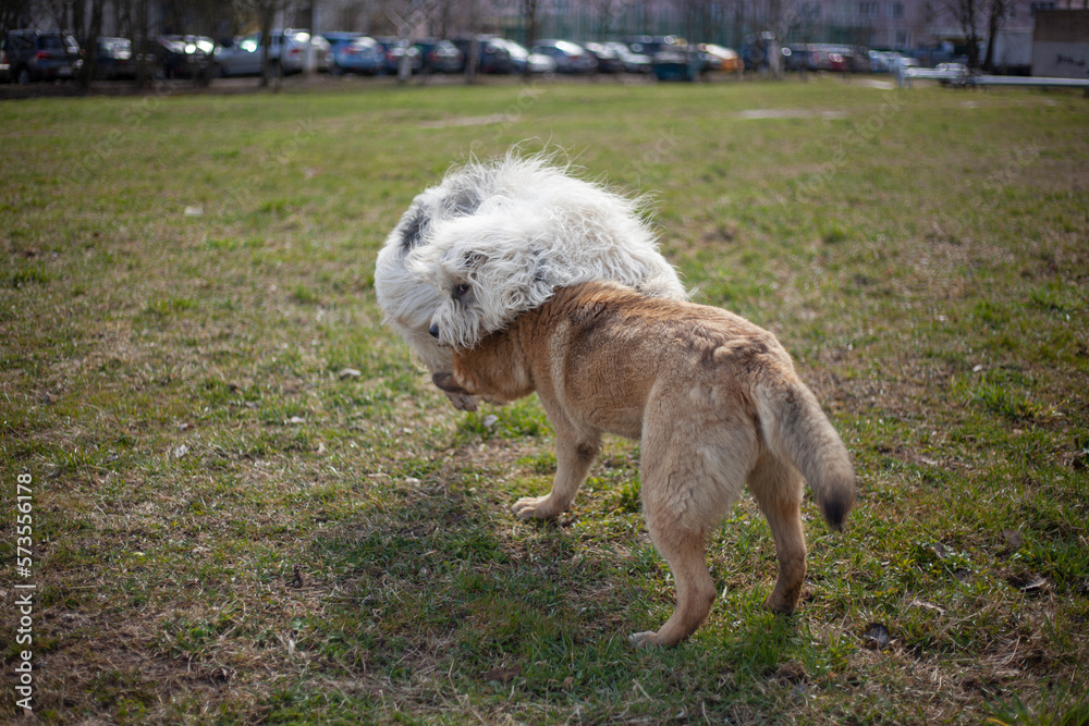 Dogs play. Pets on street. Big dogs fight. Walking pets in summer. Dogs play. Pets on street. Big dogs fight. Walking pets in summer.