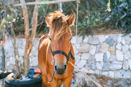 Portrait of a calm red horse in a black bridle on Hua Hin beach.