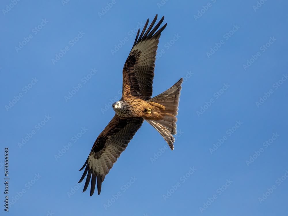 red tailed hawk, red kite in flight