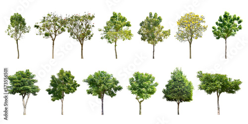 Collection Trees and bonsai green leaves. total 13 trees.  png 