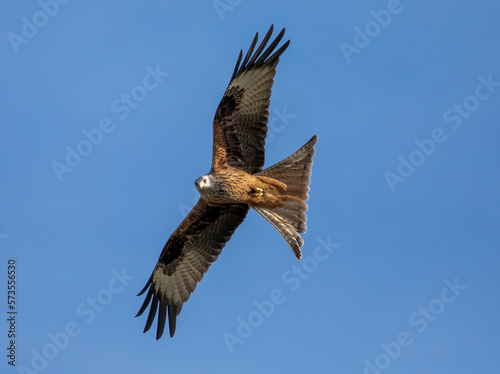 red tailed hawk  red kite in flight