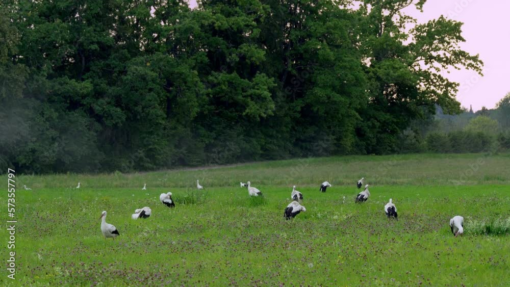 Group white storks ciconia ciconia are walking in the meadow and feeding. Group white storks ciconia ciconia are walking in the meadow and feeding.